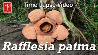 Rafflesia patma - Konservasi Tumbuhan Langka Indonesia, Time Lapse Video, Kebun Raya Bogor 031112