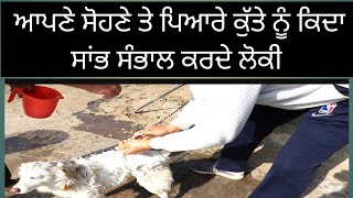 ajj apne kute ko naha Diya,ਅੱਜ ਆਪਣੇ ਕੁੱਤੇ ਨੂੰ ਨਿਵਾ ਦਿੱਤਾ, today is our dog bathing cute dog