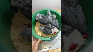 African grey parrot chicks @africangreyparrots