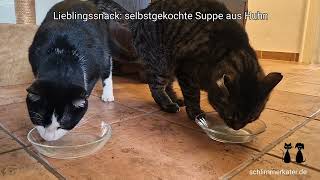 Katzensuppe für Katzen (Fleischsuppe)