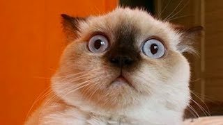 Cat Funny Videos And Fail Compilation 2017 - &