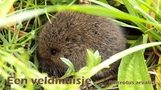 Een veldmuisje (Microtus arvalis) tussen het gras - Common vole