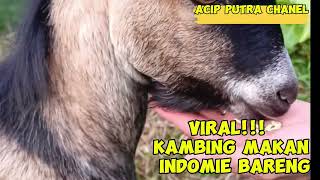 Kambing Sepiring Dengan Manusia#Vidioyoutube