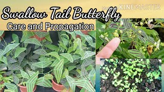 Different ways to multiply butterfly plant(w/ English subs )