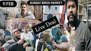 Lahore Sunday Birds Market New Update || 11 Feb || Ajj ka new rate bohat kam thaa 😱