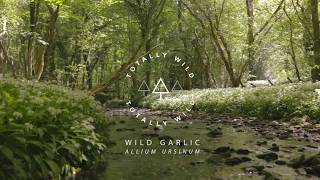 Wild Garlic Foraging in the UK