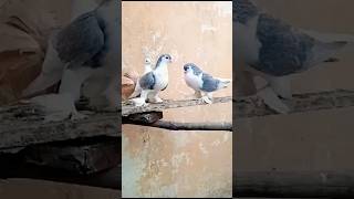 Silver Sherazi Pigeon|| #foryou #foryouvideo #viral #viralvideo #ytshorts #trending