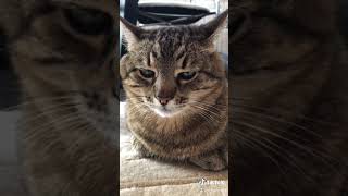 Cute Funny CATS Tik Toks / Кот в Тик Ток #степа