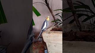 SUA CALOPSITA VAI OUVIR E CANTAR MUITO #calopsita #calopsitacantando #birds #cockatiel