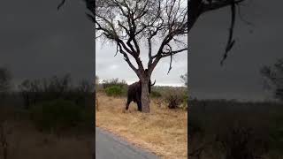 An African elephant breaking a big tree in less 2 minutes.