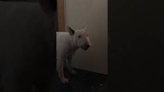 English bull terrier eats carrot (funny boy)