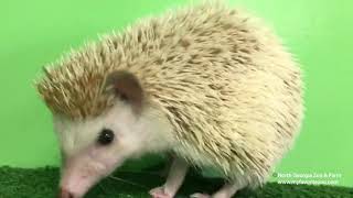 Wildlife Wonders at 1pm Hedgehog