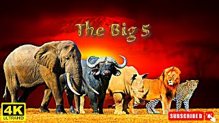 The Big 5: An Iconic Group That Every Tourist Wants to See