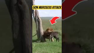 Lion Attack #animals #wildlife #wildanimals