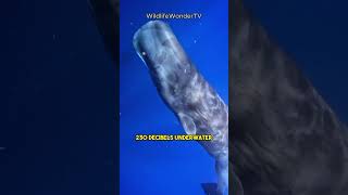 How Sperm Whales Sleep And Amazing Facts 🐋🌊 #shorts