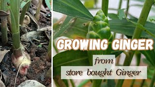 I Grew Ginger From Grocery Store Ginger | Growing Ginger in containers