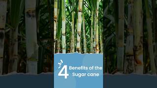 Benefits of Sugarcane: Energy and Health in Every Sip! 🌿🍹#sugarcane #shortshealth #shorts