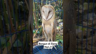 Penampakan Burung di Siang Hari