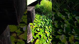 Water Lily on the Lake #waterlily #lotus #lake #lakeview #green #greenery #lilyflower #lotusflower