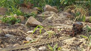 Diamond & Outdoor - tiny Shays in the garden