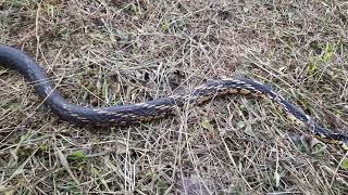 Olha o tamanho da cobra que apareceu na Chácara