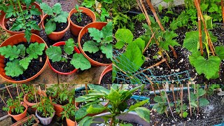 Bottle gourd/Aubergine/ Tomato and other Vegetable Plants Update || Shokher Bagan UK 2024