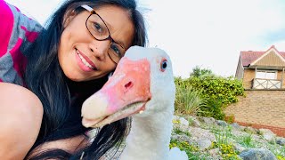 ❤️MY BEST BUDDY GEESE❤️ I Called her Manang❤️