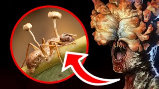 O  FUNGO ZUMBI  DE "THE LAST OF US" EXISTE  E ESTÁ NO BRASIL! (CORDYCEPS)