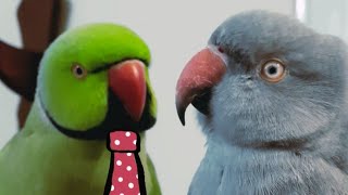 FUNNY AND CUTE PARROTS - TRY NOT TO LAUGH With Mani & Misaha ♥️🦜💚