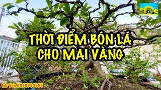 @Chăm sóc Mai vàng - Thời điểm thích hợp bón lá cho Mai Vàng