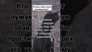 Почему нужно подкармливать собак?