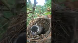 Pagi-pagi pergi kekebun gak sengaja lihat sarang burung kutilang ada anaknya sudah siap terbang