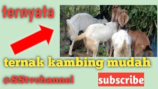 ternyata ternak kambing itu mudah simak Vidio berikut@sstvchenel