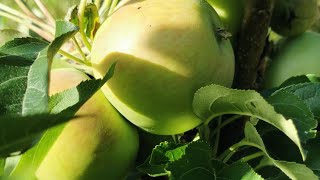 Harvesting organic apple  from the garden #apple #harvest #organic #fruits #jaythebell