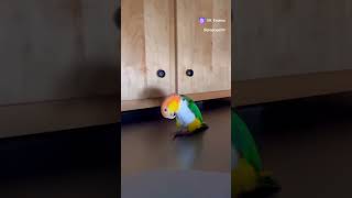 Лунной походкой😁 #shorts #dance #parrot #memes #funny #pets #animals #love #music