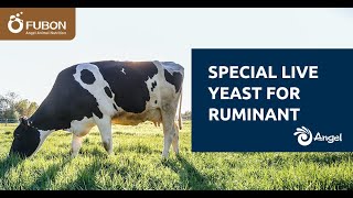 YeaVita R - Special Live Yeast for Ruminant  (FBUON By Angel Yeast)