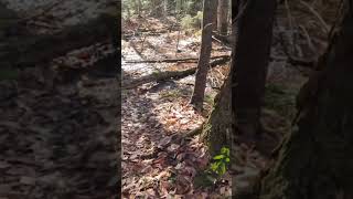 North country trail flooded sections Adirondacks chub pond trail#nct #adk #hiking