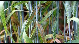 Gestion des maladies de la rouille du blé et de l’orge (résumé)