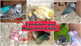 Surprising Progress of My Conures || Normal Budgie Raises Chicks of Hogoromo and Exhibition Budgies