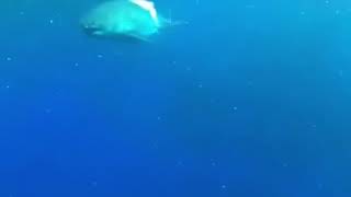 Exited swimming with giant shark!😲😲