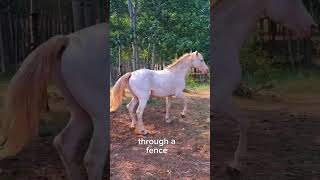 Companion mare to a stallion... how I pick!