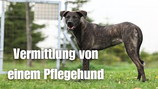 Ängstlicher Pflegehund aus dem Auslandstierschutz wird vermittelt - Erstes Treffen bis zur Adoption