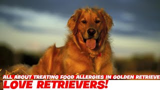 All About Treating Food Allergies in Golden Retrievers