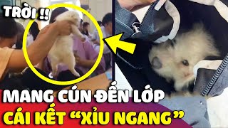 Chú cún đáng yêu được 'SEN ĐEM ĐẾN LỚP' và cái kết khiến ai nấy đứng hình 😅 | Gâu Đần