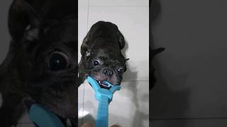 Tug-of-War with #MahBoiBubu #FrenchBulldog #Frenchie