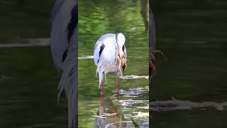 ザリガニを食べるアオサギ