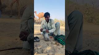 Camels herder #shorts  #shortvideo  #youtubeshorts