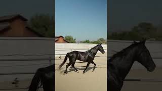 A Beautiful HORSE Running🐎