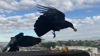 CROWS DISCOVER EGG YOLKS ARE LITERALLY AMAZEBALLS