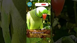 Ringed Parakeet - popular mimic parrots #youtubeshorts #shorts #birds #trending